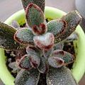 Kalanchoe tomentosa 野兔耳? 安哥拉兔耳?