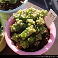 姬星 / 小米星 / トムサム / Crassula 'Tom Thumb' (Cr. rupestris X Cr. rupestris ssp. marnieriana ?)