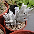 Senecio haworthii 銀月