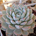 Echeveria mexensis 'Zalagosa' 野玫瑰之精 / 野ばらの精