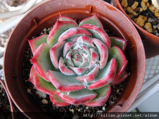  Echeveria chihuahuaensis / 唇炎之宵 / チワワエンシス