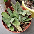 Gasteria "Ginsya-kodakara" 銀沙子寶 / 銀沙子宝