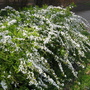 珍珠梅葉形似柳，花白如雪，故又稱"雪柳"，原產于中國及日本。