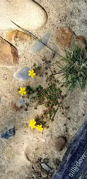 植物園小野花.jpg