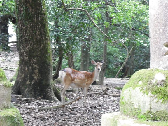 Japan Day 5 387.jpg