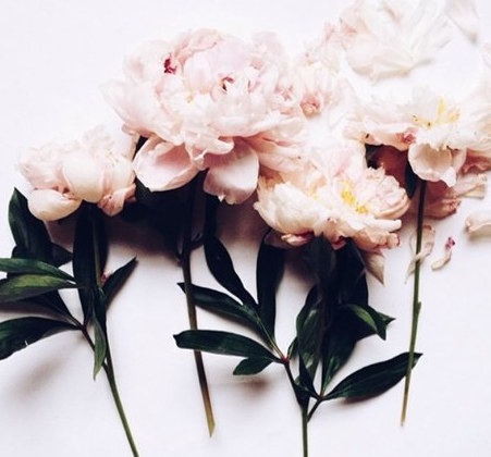 flowers-Favim.com-3061779