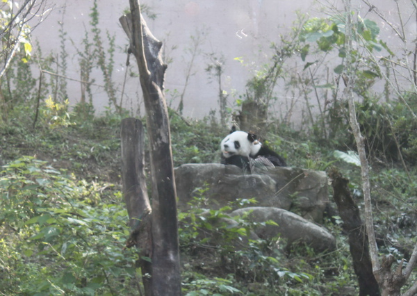 taipei zoo 011_N調整大小.jpg