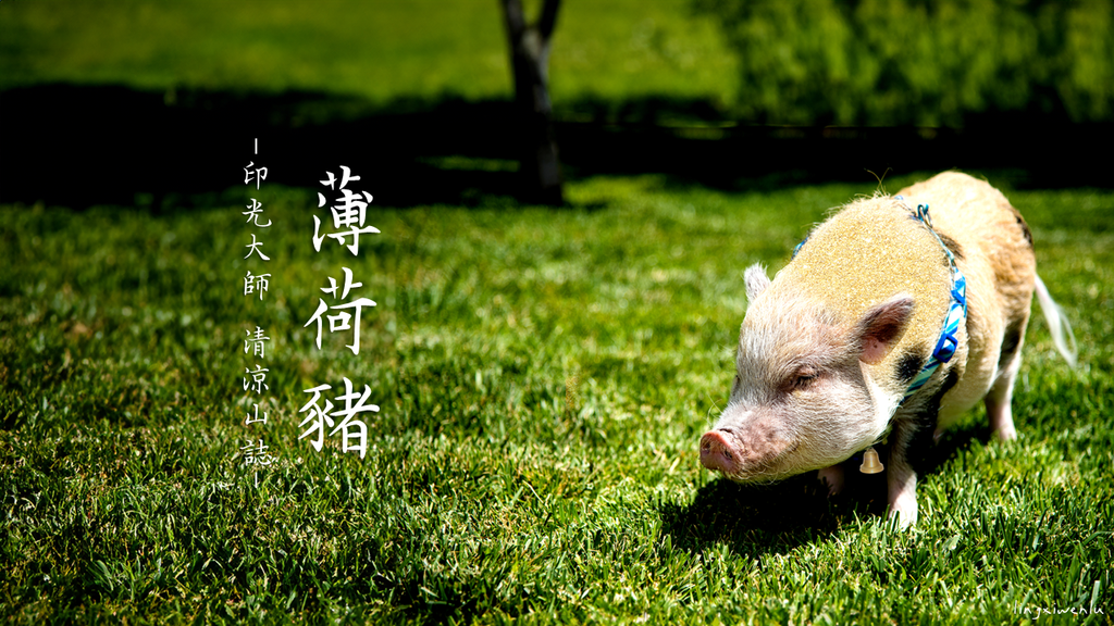 《潛伏菩薩薄荷豬》佛門故事｜印光大師｜清涼山誌｜千處祈求千處應，苦海常作度人舟｜天界之舟地藏道場 (1).PNG