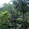 熱帶雨林區