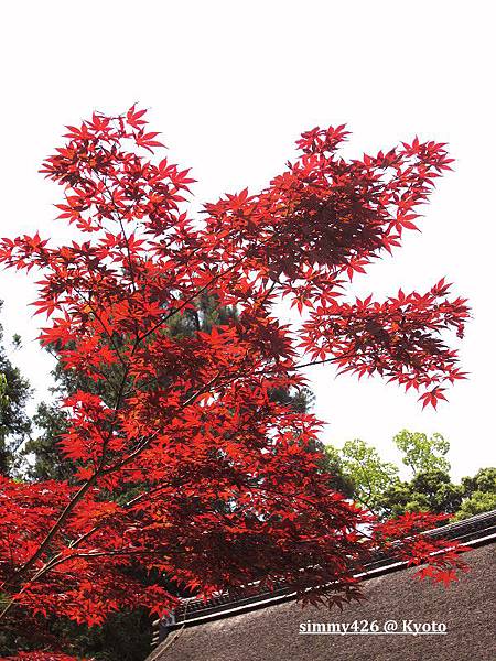 上賀茂神社(9).jpg 上賀茂神社(9).jpg