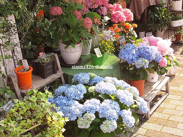 繡球花.jpg 繡球花.jpg