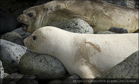 92335081研究人員在亞南極海岸首次發現一隻白色的南方象海豹。3_o