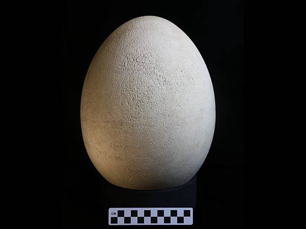 bms_elephant_bird_egg_1.jpg