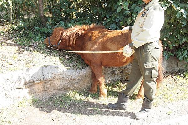 【仙蹤】大阪.新世界、天王寺(下)來「老大阪」之親親動物 —