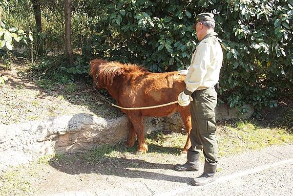 【仙蹤】大阪.新世界、天王寺(下)來「老大阪」之親親動物 —