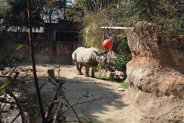 【仙蹤】大阪．新世界、天王寺（下）來「老大阪」之親親動物 —