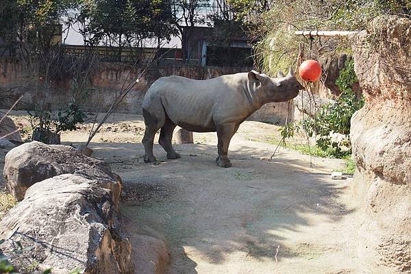 【仙蹤】大阪．新世界、天王寺（下）來「老大阪」之親親動物 —
