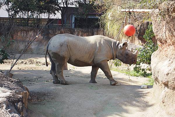 【仙蹤】大阪．新世界、天王寺（下）來「老大阪」之親親動物 —