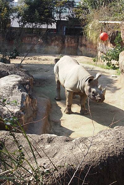【仙蹤】大阪.新世界、天王寺(下)來「老大阪」之親親動物 —