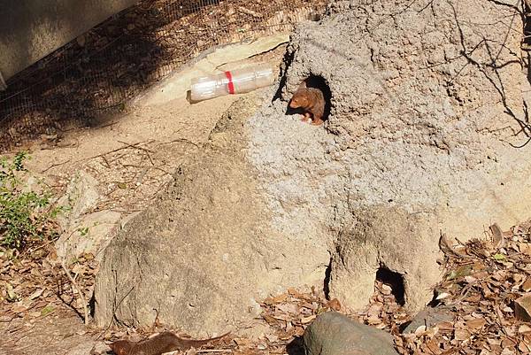 【仙蹤】大阪.新世界、天王寺(下)來「老大阪」之親親動物 —