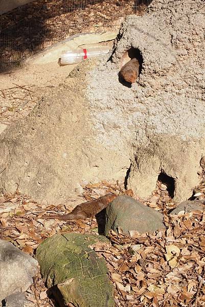 【仙蹤】大阪．新世界、天王寺（下）來「老大阪」之親親動物 —