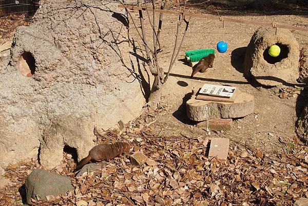 【仙蹤】大阪．新世界、天王寺（下）來「老大阪」之親親動物 —