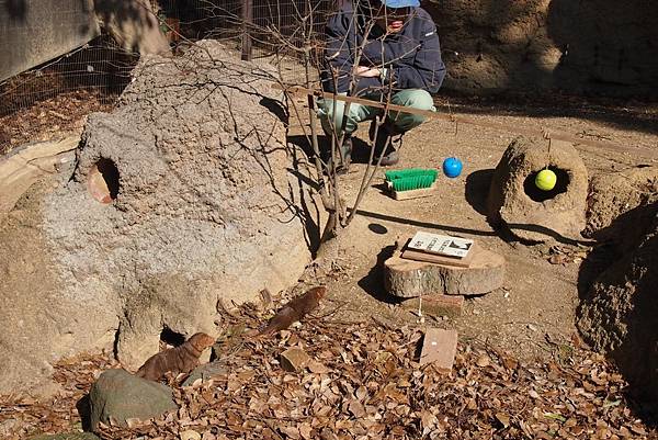 【仙蹤】大阪.新世界、天王寺(下)來「老大阪」之親親動物 —