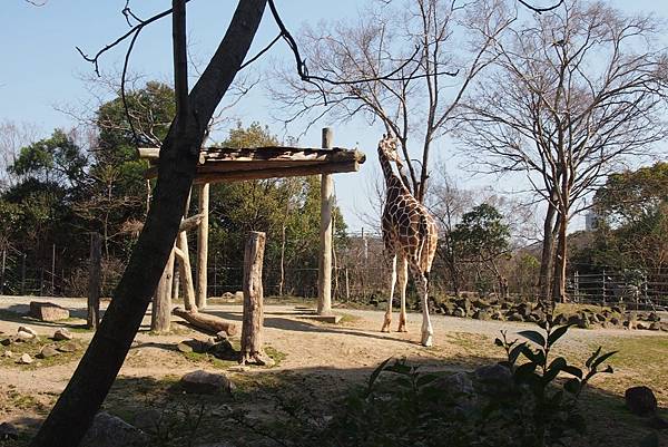 【仙蹤】大阪.新世界、天王寺(下)來「老大阪」之親親動物 —