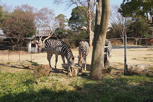 【仙蹤】大阪．新世界、天王寺（下）來「老大阪」之親親動物 —