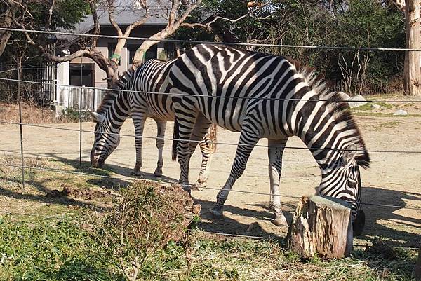 【仙蹤】大阪．新世界、天王寺（下）來「老大阪」之親親動物 —