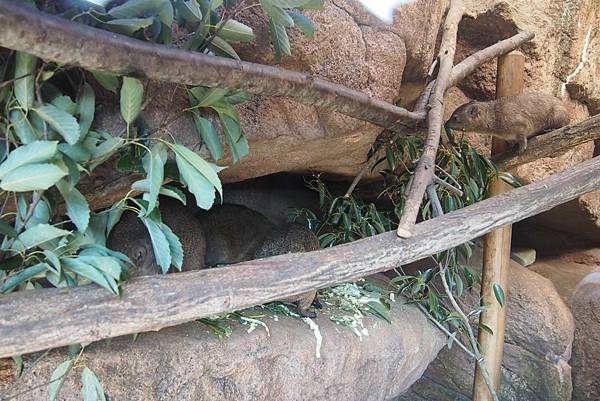 【仙蹤】大阪.新世界、天王寺(下)來「老大阪」之親親動物 —