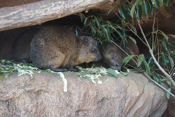 【仙蹤】大阪.新世界、天王寺(下)來「老大阪」之親親動物 —