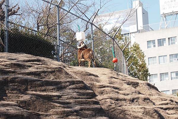 【仙蹤】大阪．新世界、天王寺（下）來「老大阪」之親親動物 —