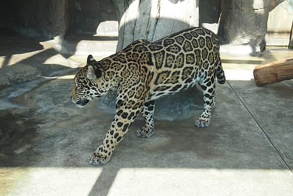 【仙蹤】大阪.新世界、天王寺(下)來「老大阪」之親親動物 —