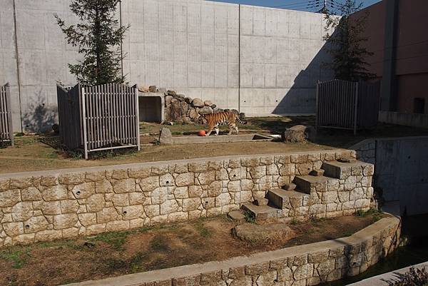 【仙蹤】大阪．新世界、天王寺（下）來「老大阪」之親親動物 —
