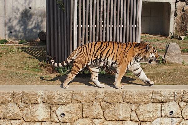 【仙蹤】大阪．新世界、天王寺（下）來「老大阪」之親親動物 —