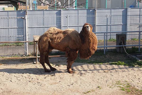 【仙蹤】大阪．新世界、天王寺（下）來「老大阪」之親親動物 —