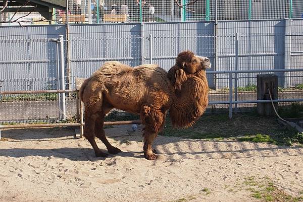 【仙蹤】大阪．新世界、天王寺（下）來「老大阪」之親親動物 —