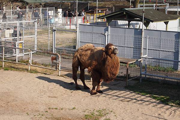 【仙蹤】大阪．新世界、天王寺（下）來「老大阪」之親親動物 —