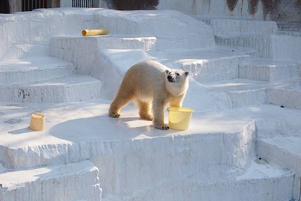 【仙蹤】大阪.新世界、天王寺(下)來「老大阪」之親親動物 —
