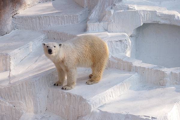 【仙蹤】大阪.新世界、天王寺(下)來「老大阪」之親親動物 —