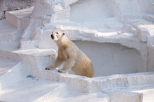 【仙蹤】大阪.新世界、天王寺(下)來「老大阪」之親親動物 —