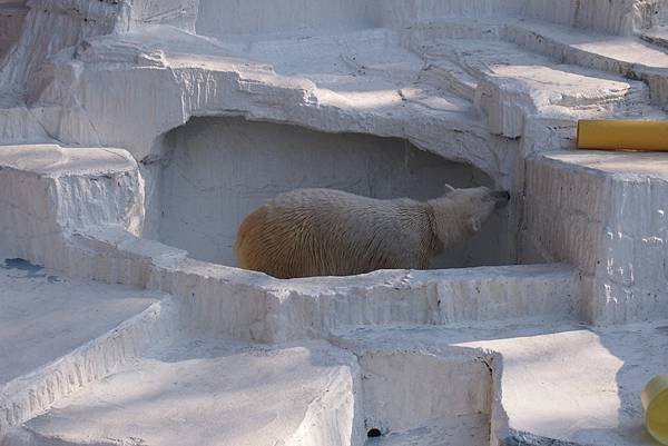 【仙蹤】大阪.新世界、天王寺(下)來「老大阪」之親親動物 —
