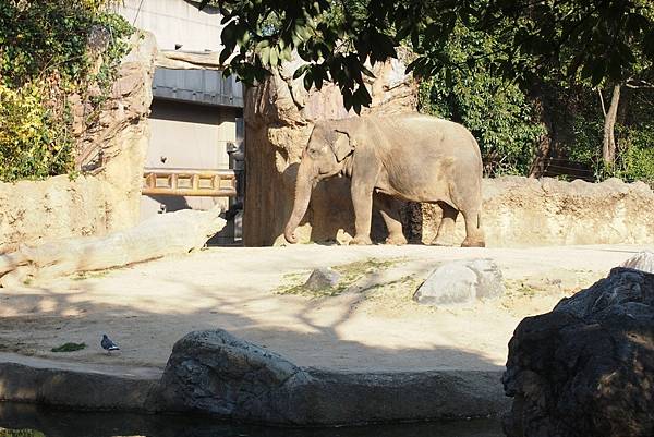 【仙蹤】大阪．新世界、天王寺（下）來「老大阪」之親親動物 —