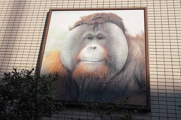 【仙蹤】大阪．新世界、天王寺（下）來「老大阪」之親親動物 —