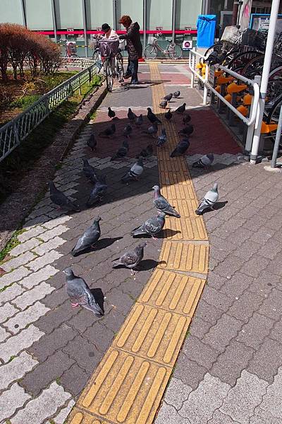 【仙蹤】名古屋❤名臣「豐臣秀吉」的紀念公園 ——「中村公園、