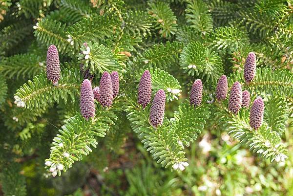 【仙蹤】韓國濟州❤浪漫的韓劇指定取景地 ——「山君不離（산굼