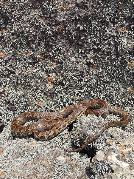 【仙蹤】韓國濟州❤浪漫的韓劇指定取景地 ——「山君不離（산굼