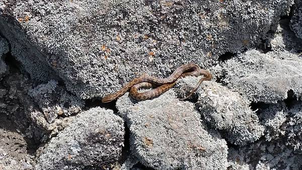 【仙蹤】韓國濟州❤浪漫的韓劇指定取景地 ——「山君不離（산굼