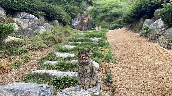 【仙蹤】韓國首爾.開花山❤貓奴必去擼貓天堂~被100多隻貓咪 【仙蹤】韓國首爾.開花山❤貓奴必去擼貓天堂~被100多隻貓咪